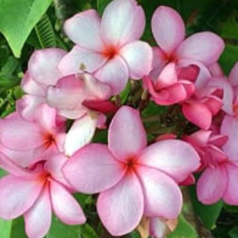 Meet your Posher, Carolyn